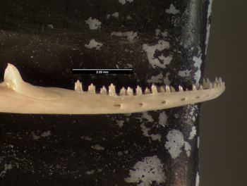 Media type: image;   Herpetology R-171408